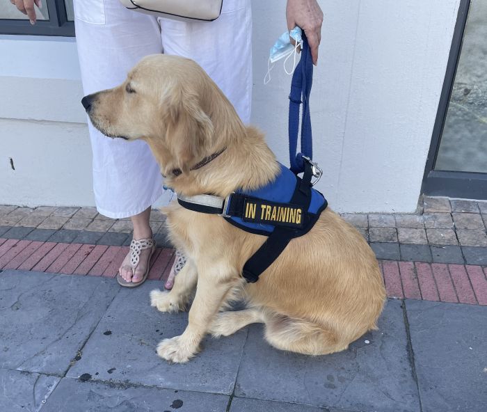 Paws4life Training Academy: Service Dog In Training